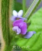 大豆の花